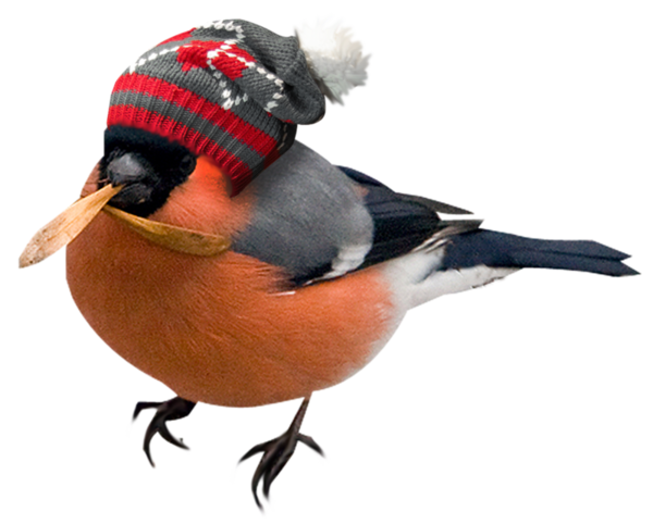 oiseaux-7154544955495965868968988997899776.png