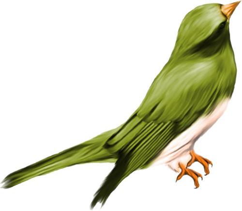 oiseaux-7323243854956965969967769006776702.png