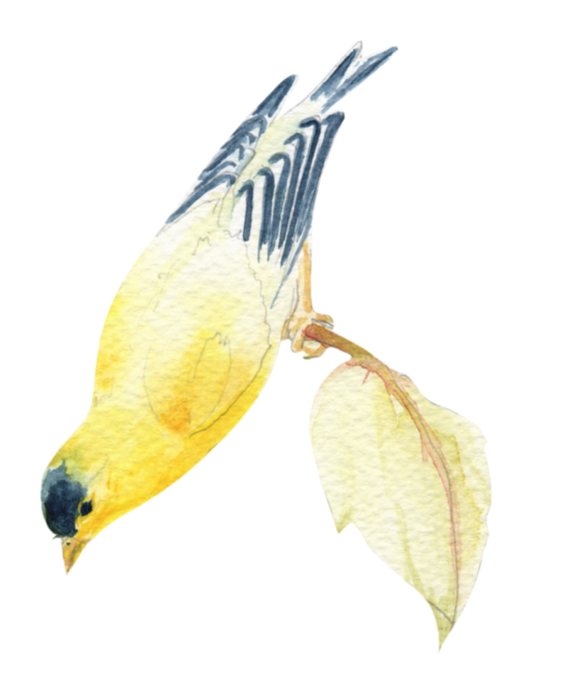 oiseaux-85454959659056906969067076067060.png