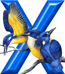 oiseaux-85474565666544554-24.gif