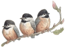 oiseaux-86_1.gif