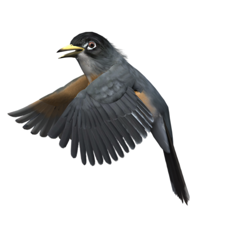 oiseaux-92.png