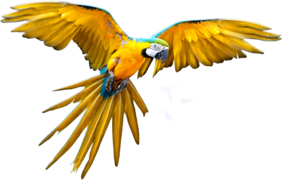 oiseaux-97.png