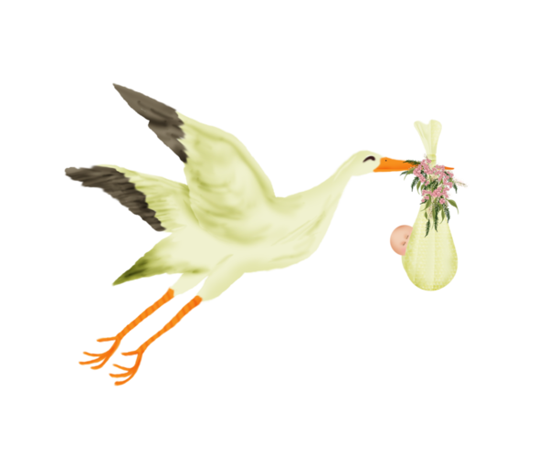 oiseaux-98.png