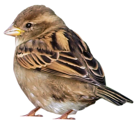 oiseaux-99490459494394394394394090412.png