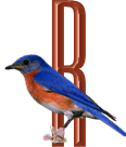 oiseaux4343455456-18.png