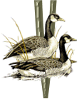 oiseaux4343455456-22.png