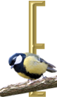 oiseaux4343455456-5.png