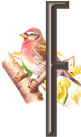 oiseaux4343455456-6.png