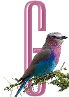 oiseaux4343455456-7.png