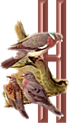 oiseaux4343455456-8.png