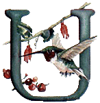 oiseaux94839344834-21.gif