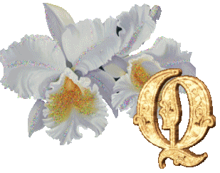 orchidee-schoko-q.gif