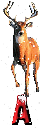 orignal-0000-1.gif