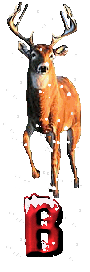 orignal-0000-2.gif