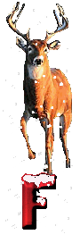 orignal-0000-6.gif