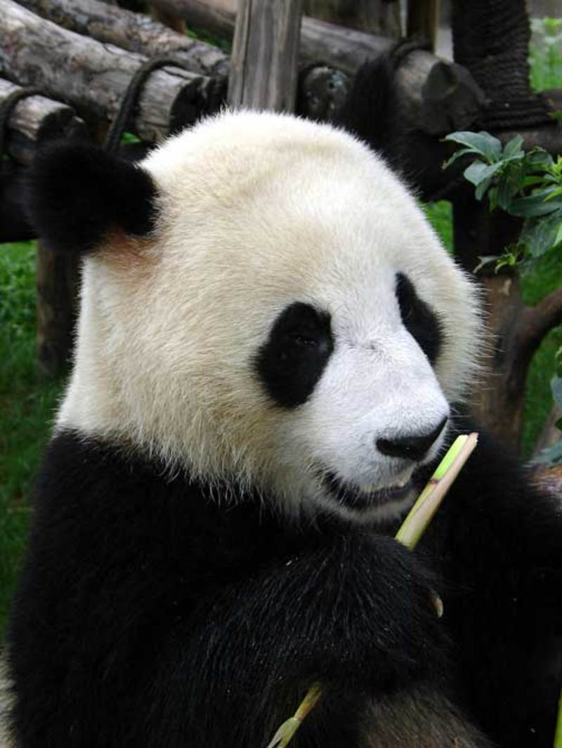 oso-panda-joven-comiendo.jpg