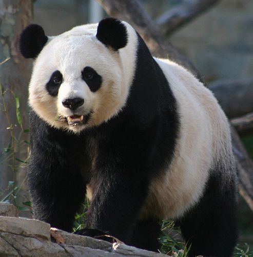 oso-panda1.jpg