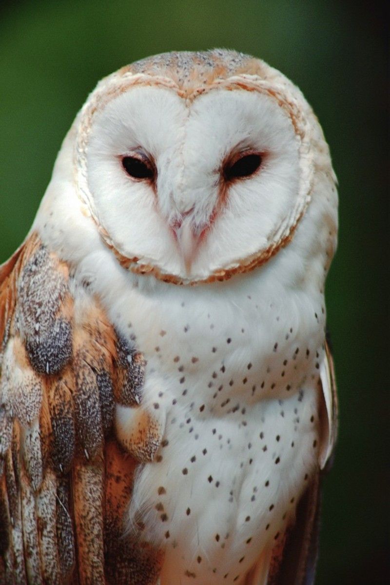 owl-02.jpg