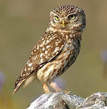 owl-04.jpg