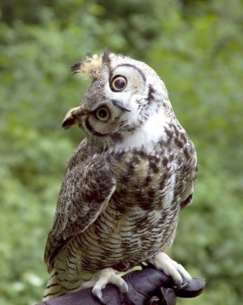 owl-09.jpg