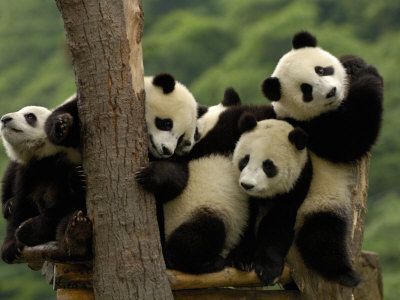 oxford-pete-giant-panda-babies-wolong-china-conservation-and-research-center-for-the-giant-panda-china.jpg