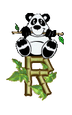 panda-88827672-18.gif