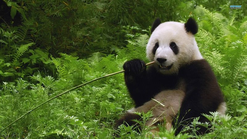 panda-animal-706057.jpg