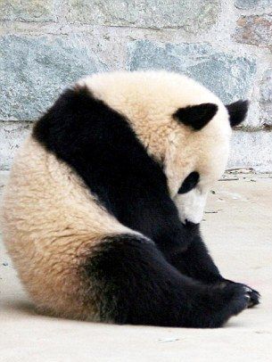 panda-che-dorme-foto-buon-natale-01.jpg