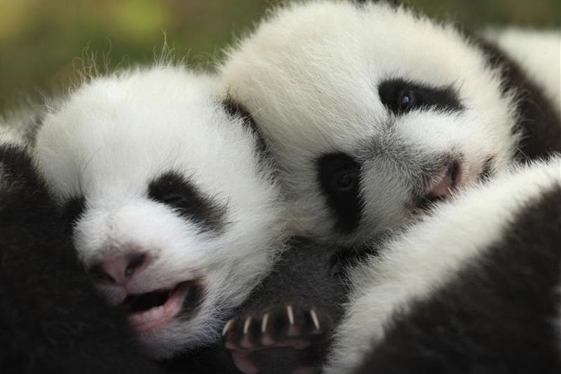 panda-cubs-800.jpg