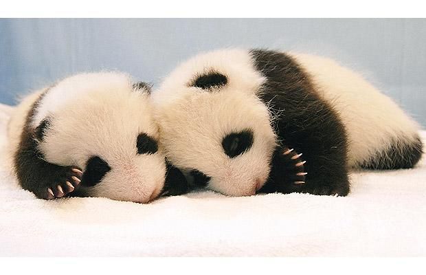 panda-cubs_1419419i.jpg