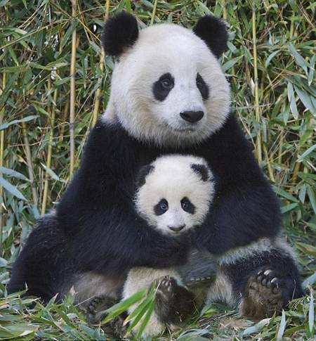 panda-gigante-estinzione-rischi.jpg