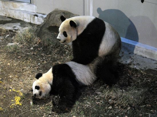 panda-love.jpg