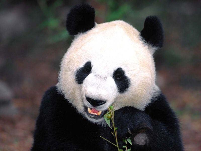 panda-munch.jpg