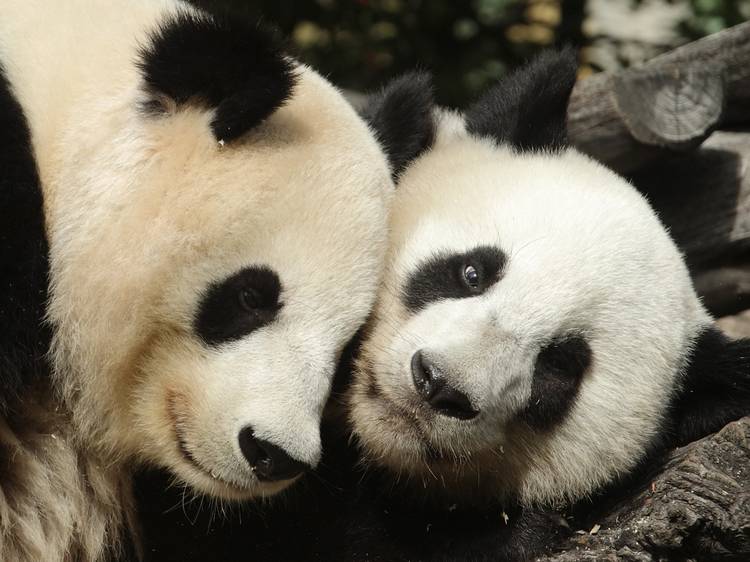 panda-pandas-osos-entremujeres_CLAIMA20121207_0203_14.jpg