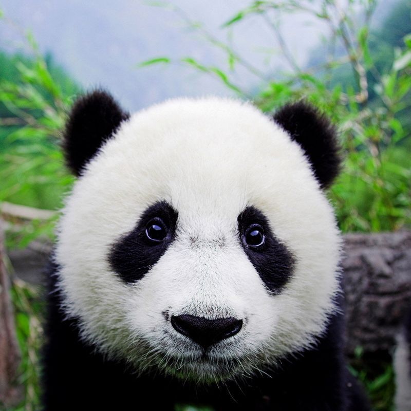 panda-rosto.jpg