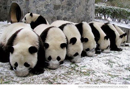 panda-row.jpg