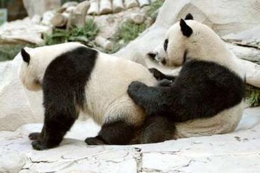 panda-sex.jpg