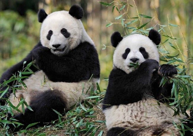 panda-zoo-beauval.jpg