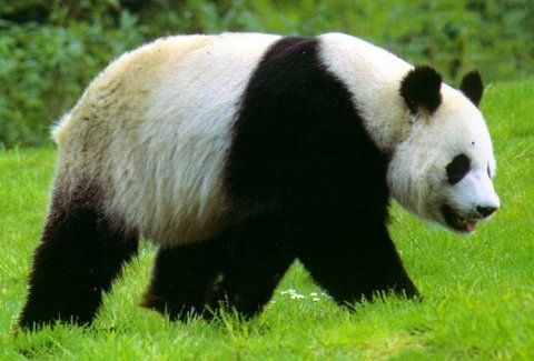 panda0990.jpg