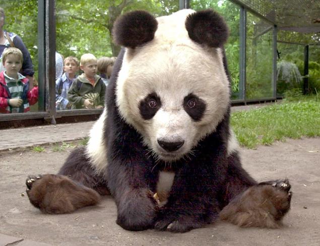 panda23n-2-web.jpg