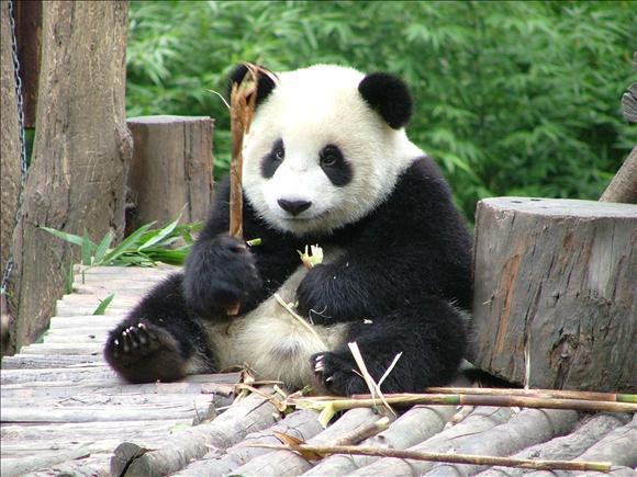 panda43344.jpg