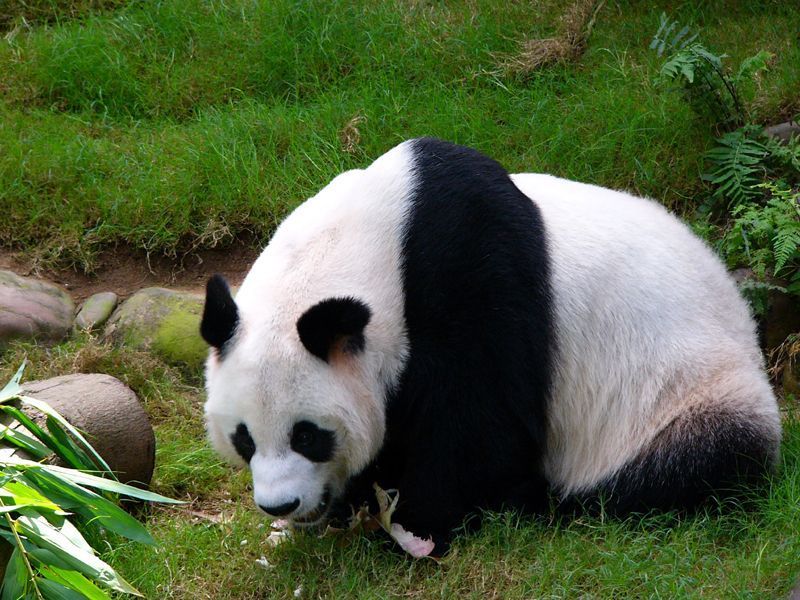 panda989898.jpg