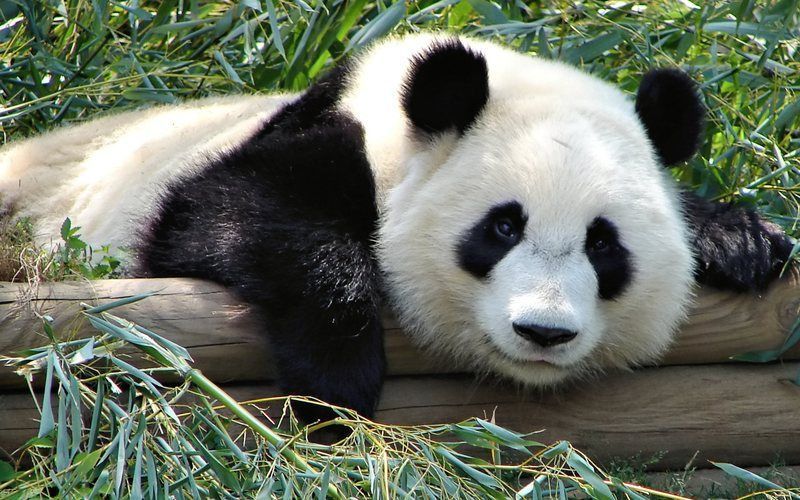 panda_1920x1200.jpg