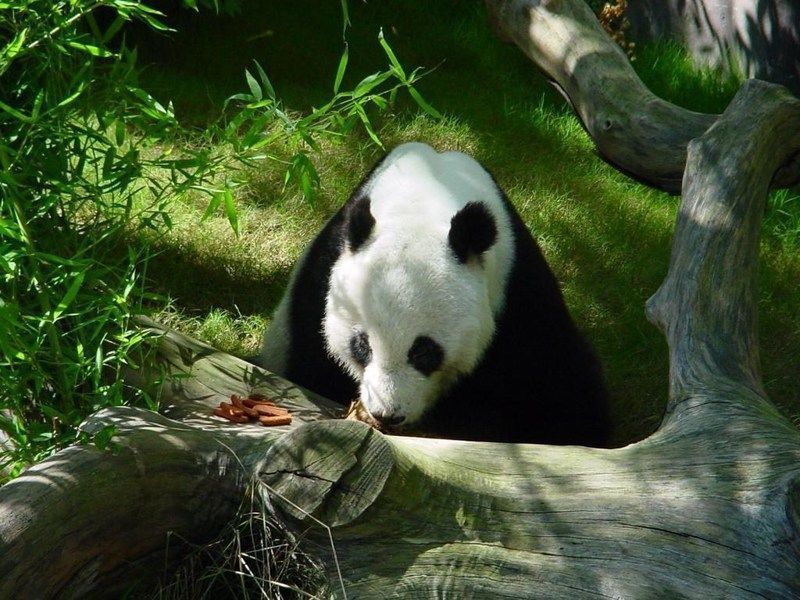 panda_39072.jpg