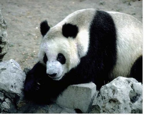 panda_animaux1.jpg