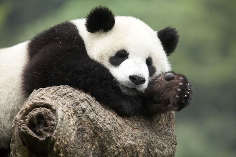 panda_arbre_chengdu1.jpg