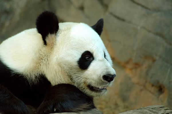 panda_geant_014.jpg