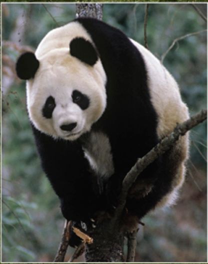 panda_gigante_.jpg