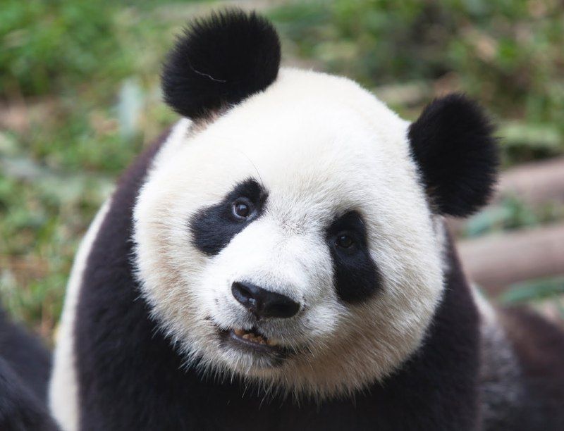 panda_iStock_000018884983Medium.jpg